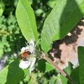 Mispel 'Robin Hood', Mespilus germanica 'Robin Hood'