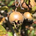 Mispel 'Nottingham', Mespilus germanica