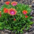 Mittagsblume 'Fire Spinner', Delosperma x cult. 'Fire Spinner'