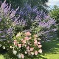 Mnchspfeffer 'Blue Diddley', Vitex agnus-castus 'Blue Diddley'