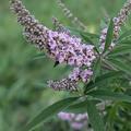 Mnchspfeffer 'Pink Pinnacle', Vitex agnus-castus 'Pink Pinnacle'
