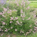 Mnchspfeffer 'Pink Pinnacle' Vitex agnus-castus 'Pink Pinnacle'