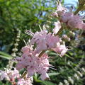 Mnchspfeffer 'Santamaria' Vitex agnus-castus 'Santamaria'