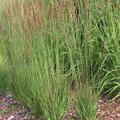 Molinia caerulea 'Moorhexe' Lubera