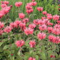 Monarda didyma 'Balance'