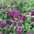Monarda, Bee True, Staude, Pppel