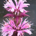 monarda fistulosa beauty of cobham blte