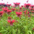 Monarda didyma 'Squaw'