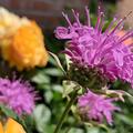 Monarda fistulosa var. Menthifolia 'Pummel' , Monarda fistulosa var. Menthifolia 'Pummel' 