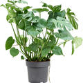 Monstera deliciosa, Busch, im 32cm Topf, Hhe 100cm, Breite 50cm