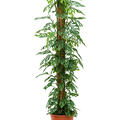 Monstera obliqua, Moosstab 150, im 27cm Topf, Hhe 150cm, Breite 40cm
