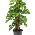 Monstera obliqua, Moosstab 60, im 16cm Topf, Hhe 60cm, Breite 40cm