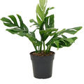 Monstera pinnatipartita, Busch, im 24cm Topf, Hhe 50cm, Breite 40cm