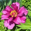 Paeonia Morning Lilac, Paeonia lactiflora x lutea, Paeonia Itoh Hybride, Pfingstrose, Pfingstrosen 