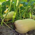Moschus-K�rbis, Butternut, Cucurbita moschata