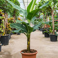 Musa tropicana, Stamm, im 50cm Topf, Hhe 170cm, Breite 150cm