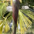 Musa x hybrida 'Helen's Hybrid', Musa sikkimensis