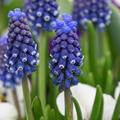 Muscari Night Eyes, Traubenhyazinthe