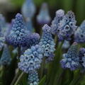 Traubenhyazinthe azureum