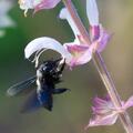 Muskateller-Salbei 'Mojito', Salvia sclarea