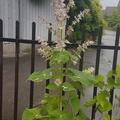 Muskateller-Salbei, Salvia sclarea