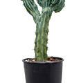 Myrtillocactus geometrizans 'Cristata', Verzweigt, im 32cm Topf, Hhe 80cm, Breite 40cm