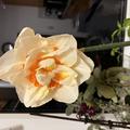 Gefllte Narzisse 'Flower Parade', Narcissus, Blumenzwiebeln