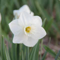 Grosskronige Narzisse 'White Plume'