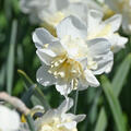 Narzisse, Narcissus Amira, weiss, gefllt