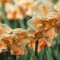 Narzisse, Narcissus Apricot Whirl, zweifarbig, gefllt