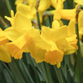 Osterglocke 'Arctic Gold'