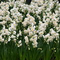 Gefllte Narzisse 'Bridal Crown'