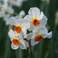 Tazetten Narzisse 'Cragford'