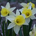 Alpenveilchen-Narzisse 'February Silver'