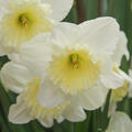 Grosskronige Narzisse 'Ice Follies'