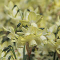 Triandrus Narzisse 'Moonlight Sensation'