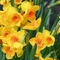Narzisse, Narcissus Morning Blaze
