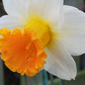 Osterglocke 'Orange Sunset'