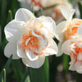 Narzisse, Narcissus Pink Paradise, zweifarbig, gefllt (modif)