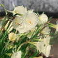 Reifrock-Narzisse 'Arctic Bells' (korr)