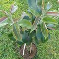 Nashi Nijisseiki, Pyrus pyrifolia