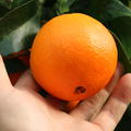 Navel-Orange 'Navelina' reife Früchte
