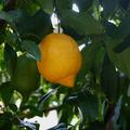 Neapolitanische Limette 'Neapolitanum' (Citrus aurantifolia)