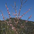 Nektarine Early Sungrand (gelbfleischig), Prunus persica nucopersica