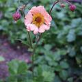 Nelkenwurz 'Mai Tai', Geum x cultorum 'Mai Tai'  -S-