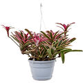 Neoregelia 'Fireball Donger', Ampel, im 21cm Topf, Hhe 50cm, Breite 50cm