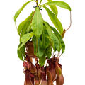 Nepenthes alata, Ampel, im 14cm Topf, Hhe 50cm, Breite 25cm