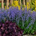 Nepeta x faassenii 'Purrsian Blue'