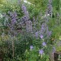 Nepeta faassenii 'Walkers Low', Katzenminze 'Walkers Low'