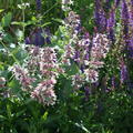 Nepeta grandiflora 'Dawn to Dusk'